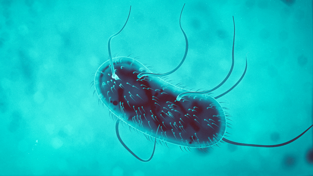 pathogène alimentaire